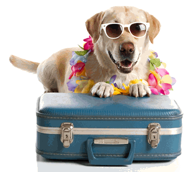 best_long_island_dog_boarding2